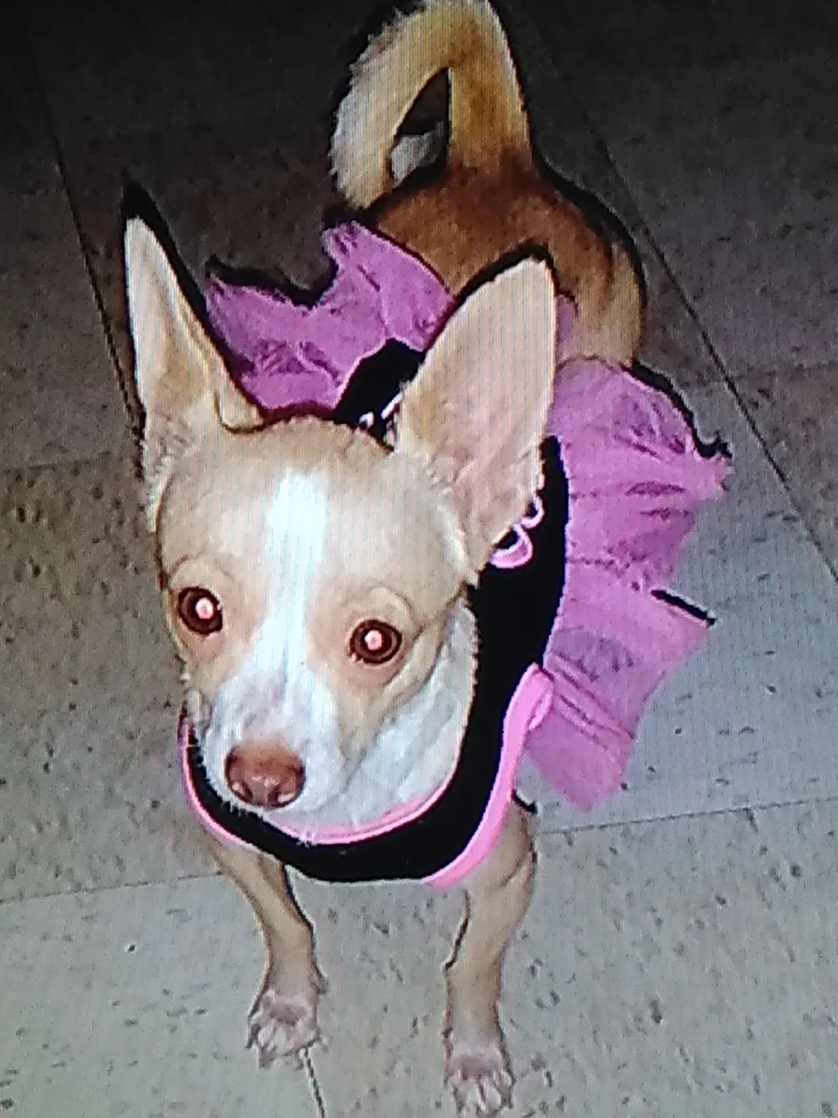 Lost dog in Phoenix, AZ, 85043