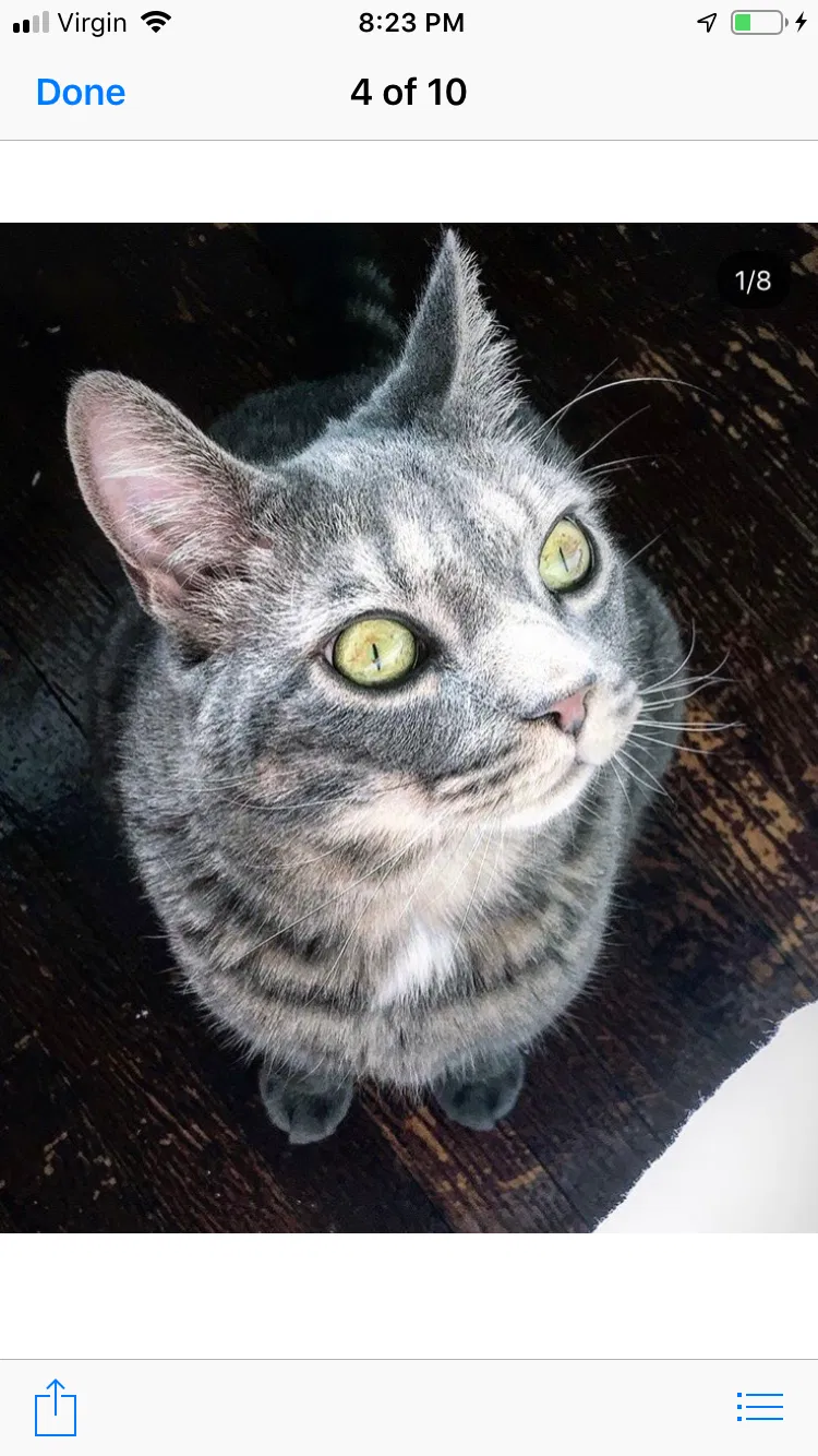 Lost cat in Pleasantville, NJ, 8232