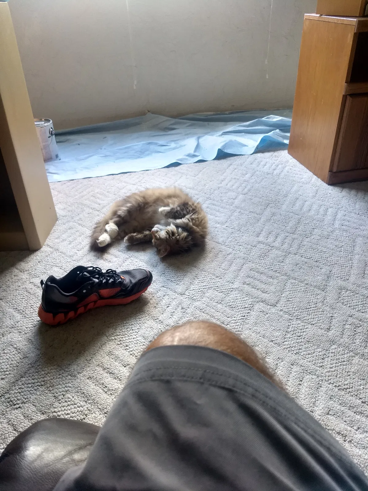 Lost cat in Ocala, FL, 34472