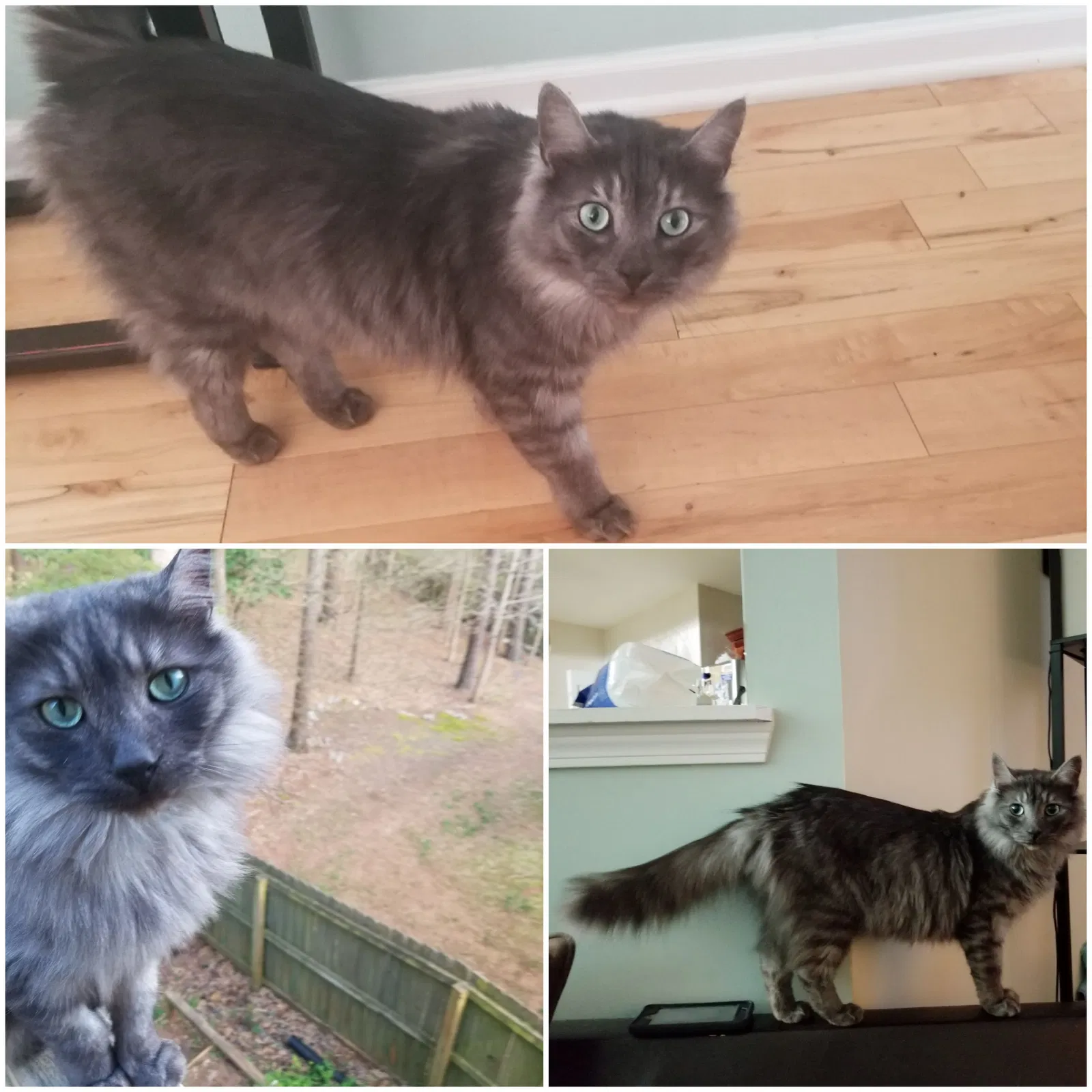 Lost cat in Marietta, GA, 30060