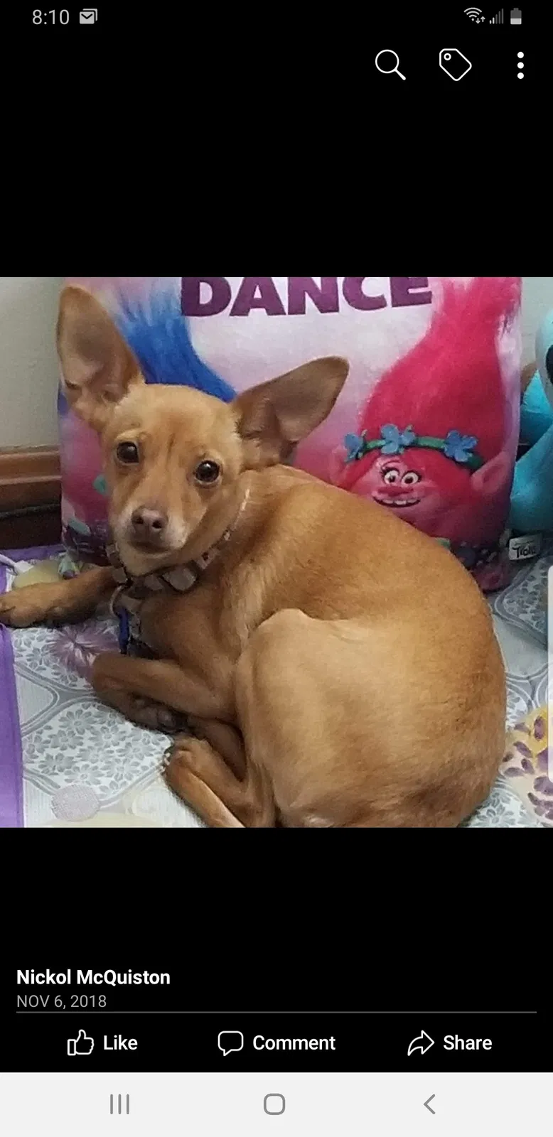 Lost dog in Cropseyville, NY, 12052