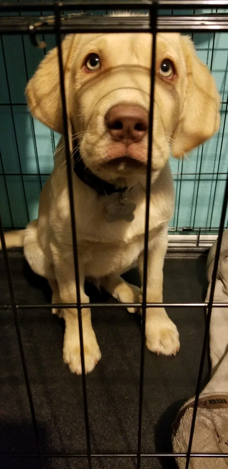 Lost dog in Colusa, CA, 95932