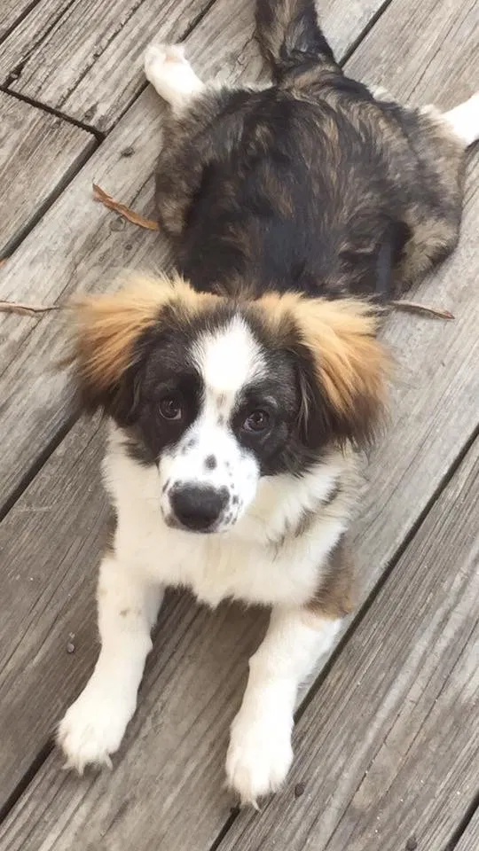 Lost dog in Randleman, NC, 27317