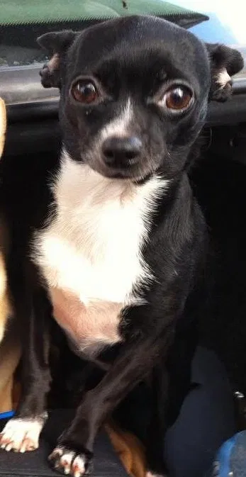 Lost dog in Bakersfield, CA, 93309