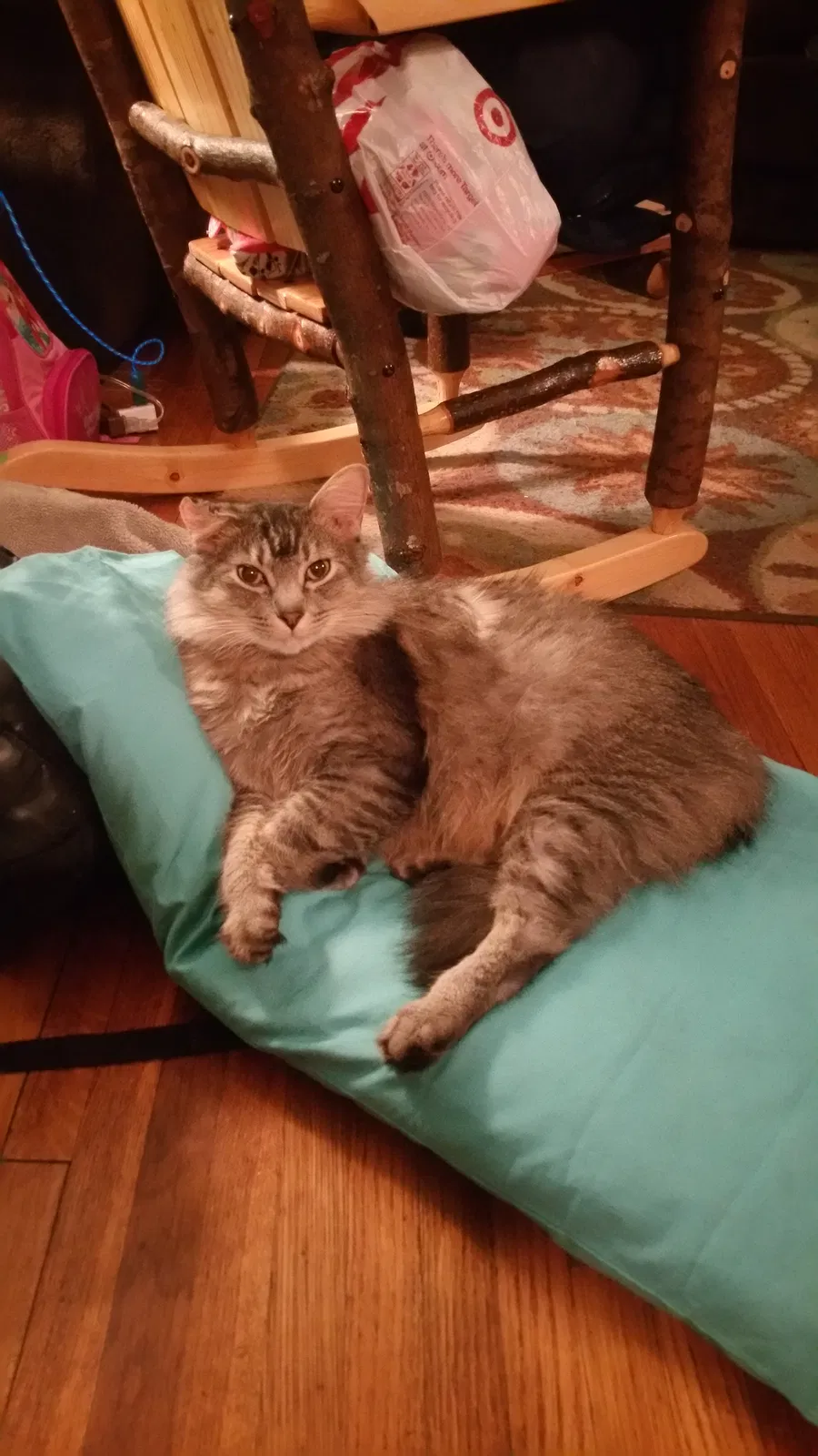 Lost cat in Minneapolis, MN, 55430