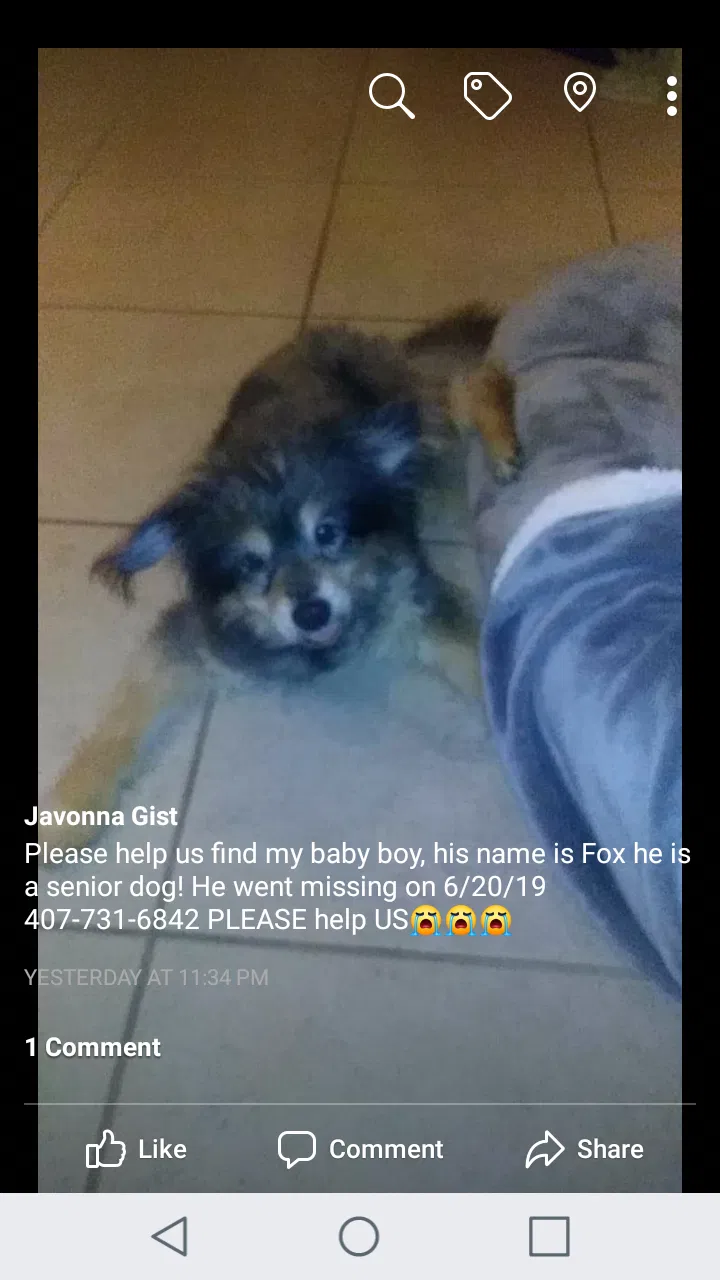 Lost dog in Clermont, FL, 34711