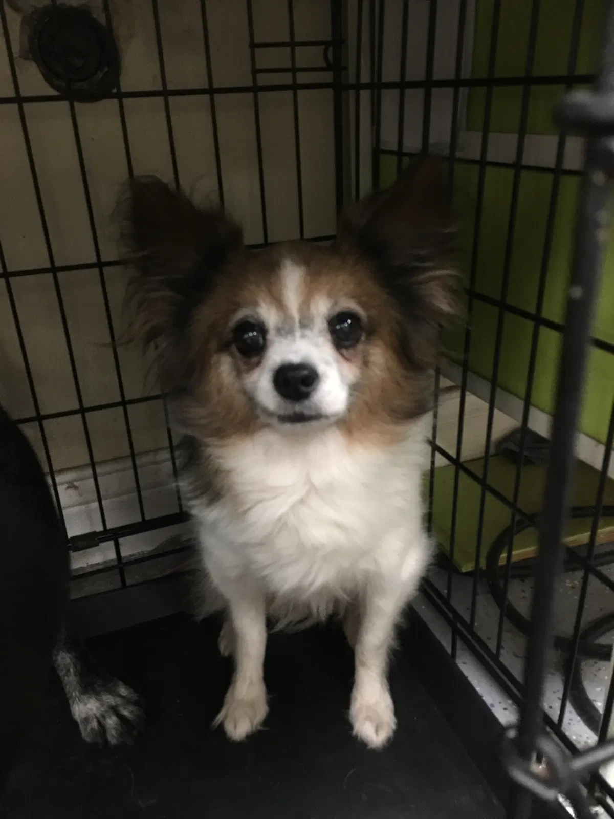 Lost dog in Oxnard, CA, 93035