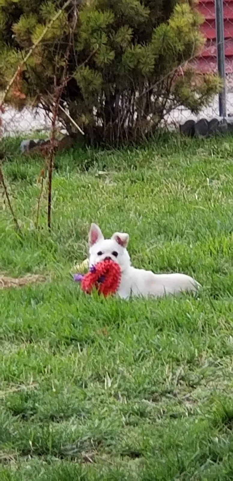 Lost dog in Blackfoot, ID, 83221
