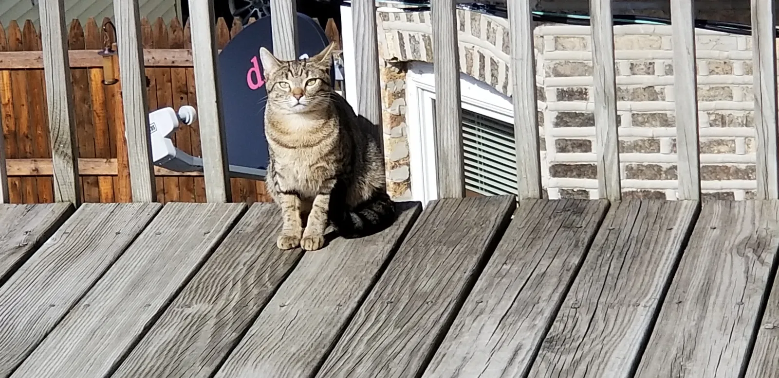 Lost cat in Chicago, IL, 60641
