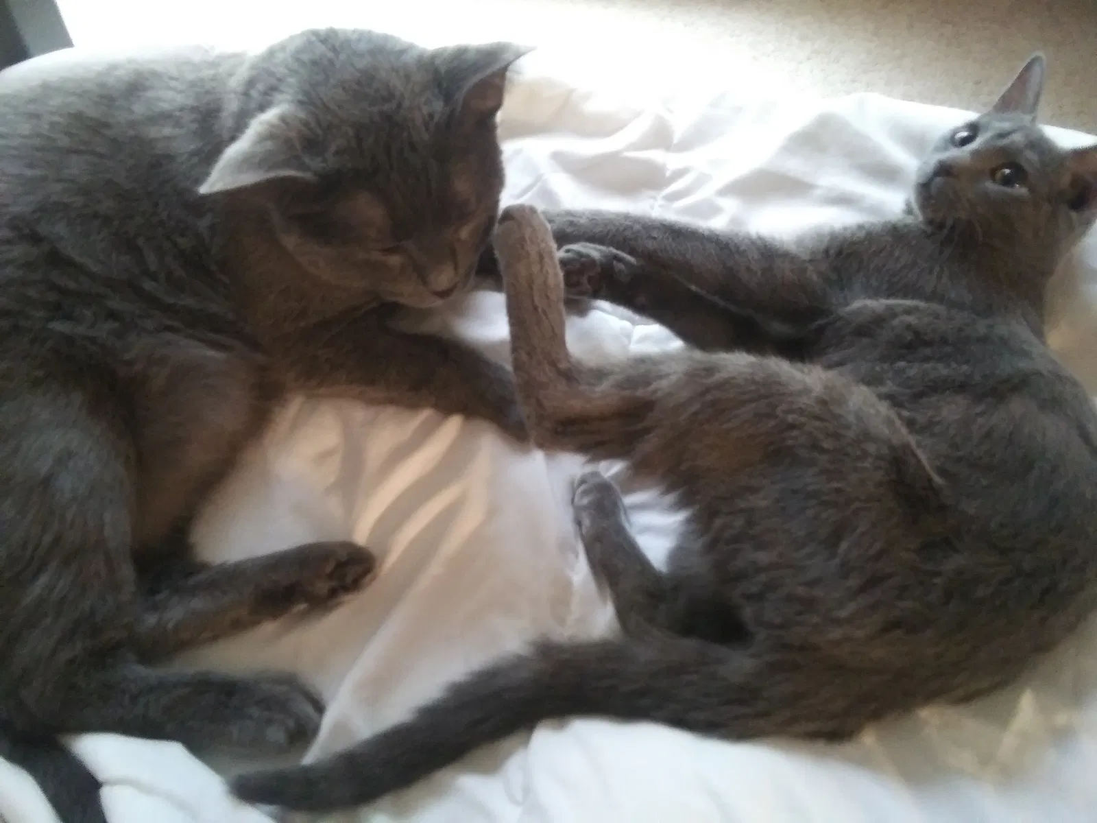 Lost cat in Leesburg, GA, 31763