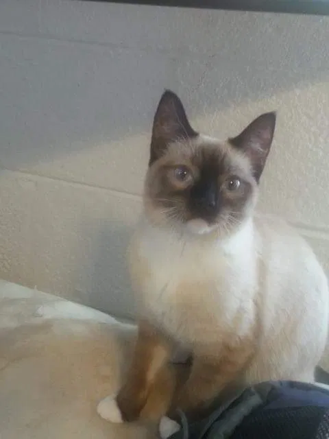 Lost cat in Sierra Vista, AZ, 85650