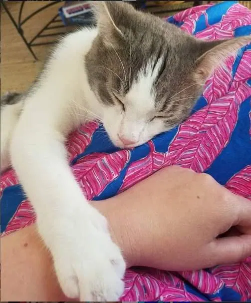 Lost cat in Marietta, GA, 30064
