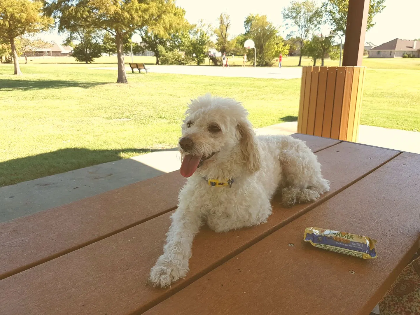 Lost dog in Plano, TX, 75023