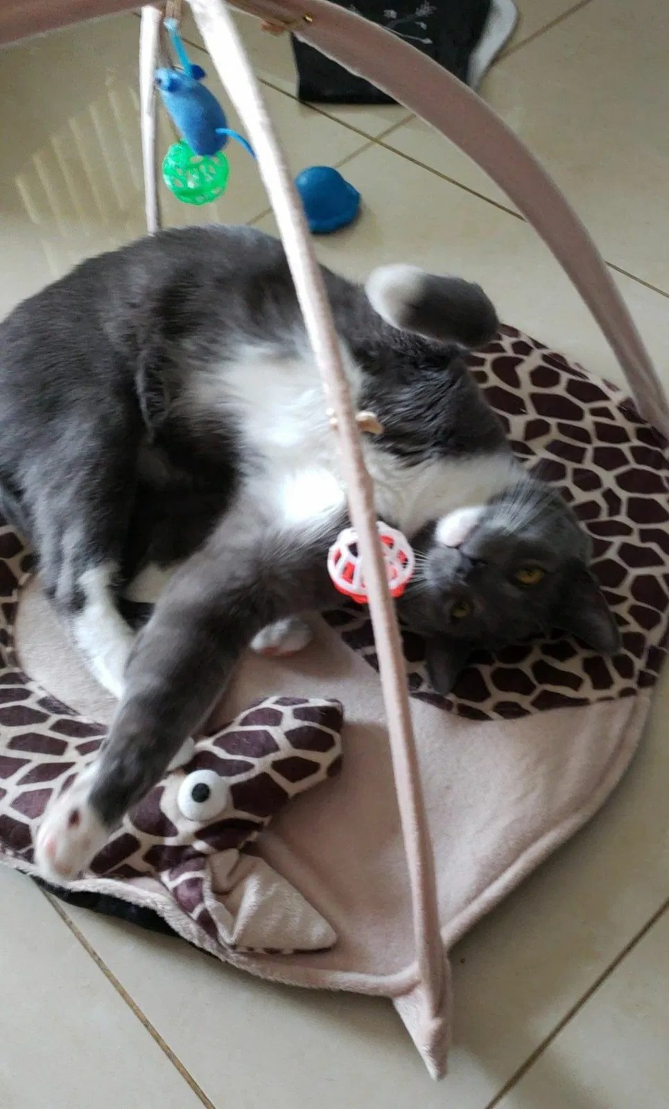 Lost cat in Staten Island, NY, 10314