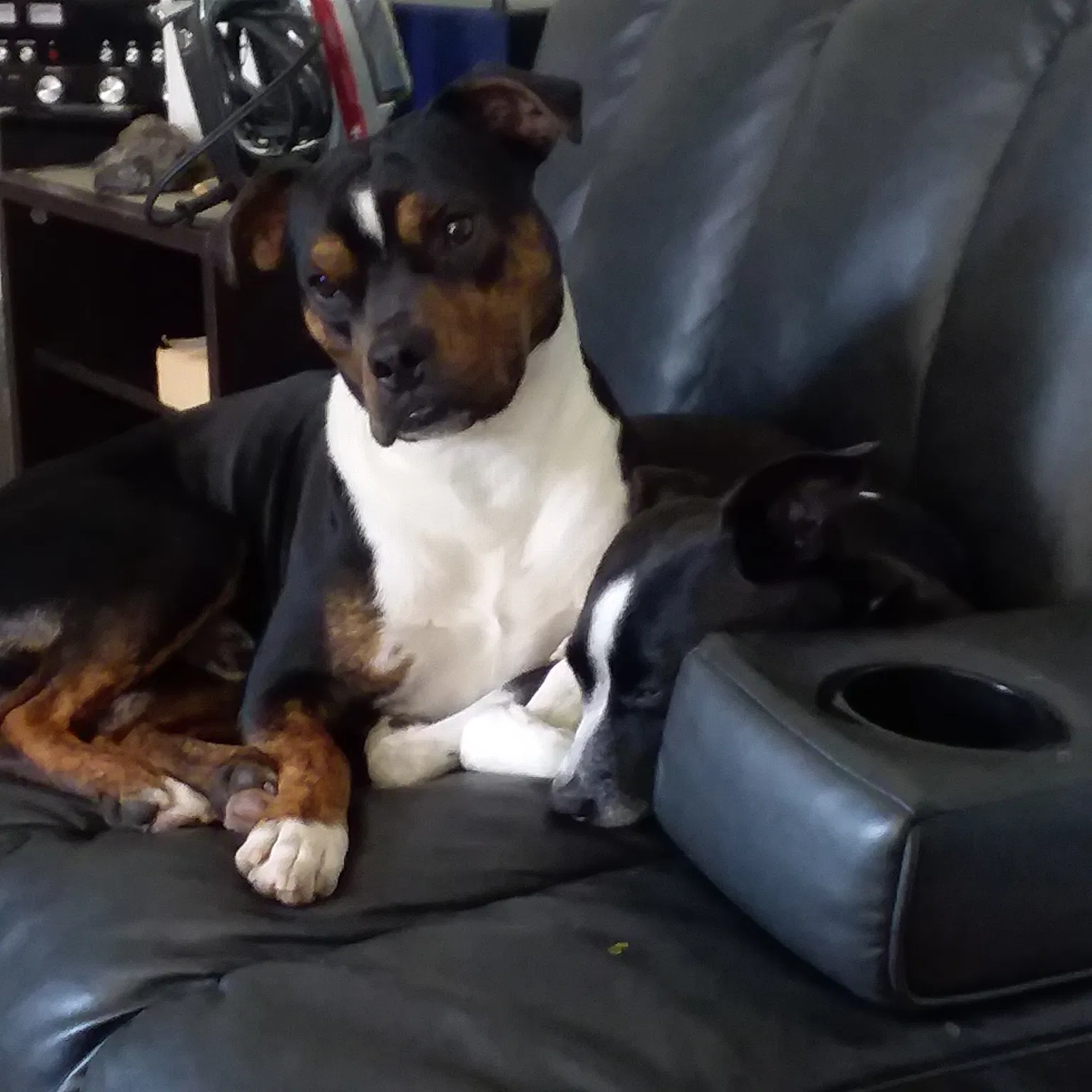 Lost dog in Hemet, CA, 92543