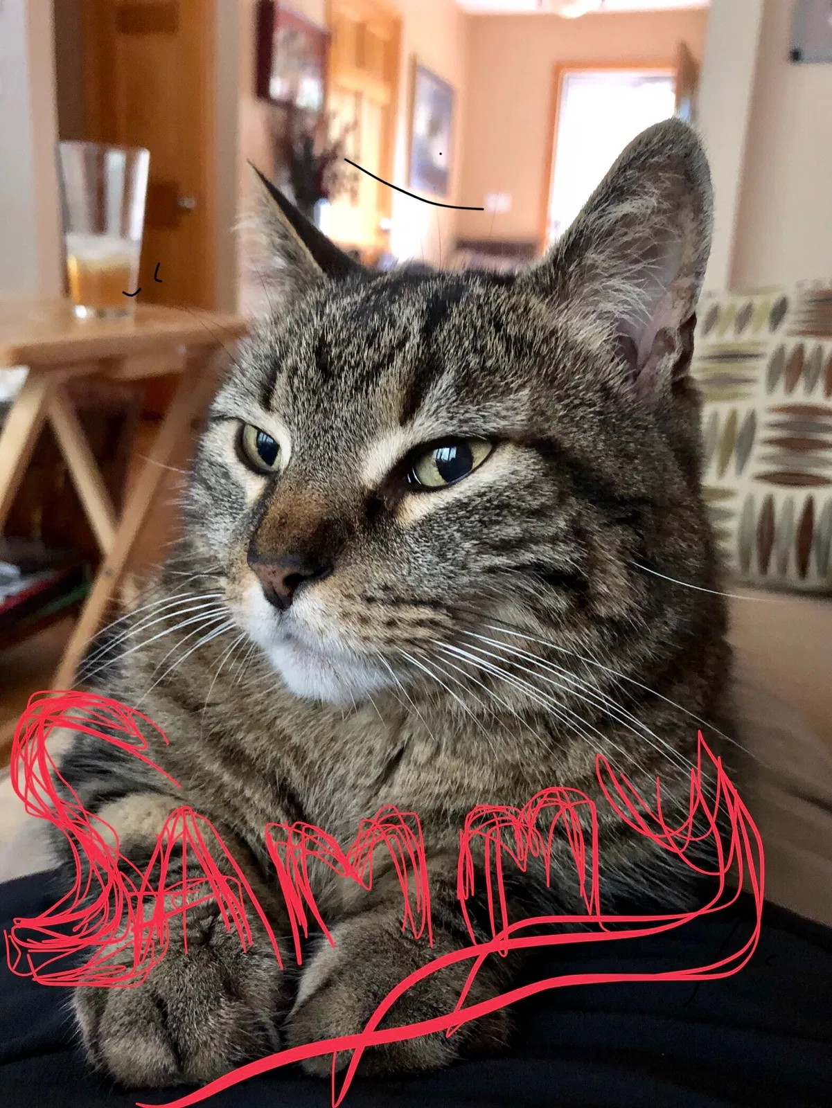 Lost cat in Pawling, NY, 12564