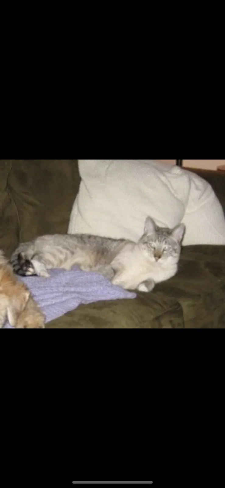 Lost cat in Katy, TX, 77450