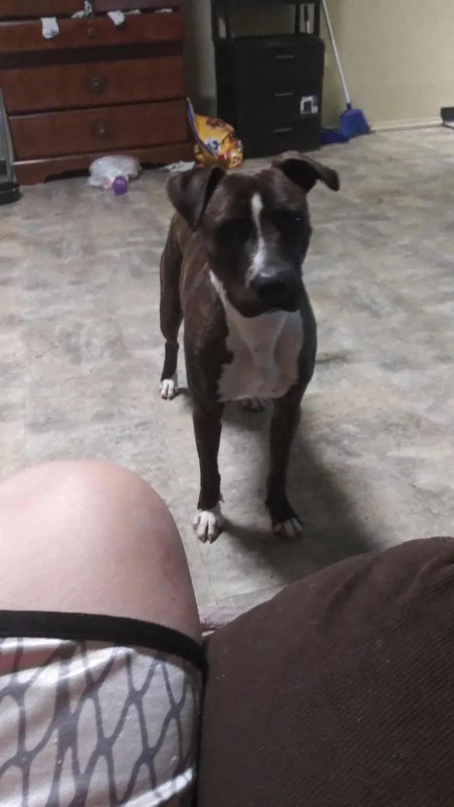 Lost dog in Oklahoma City, OK, 73106