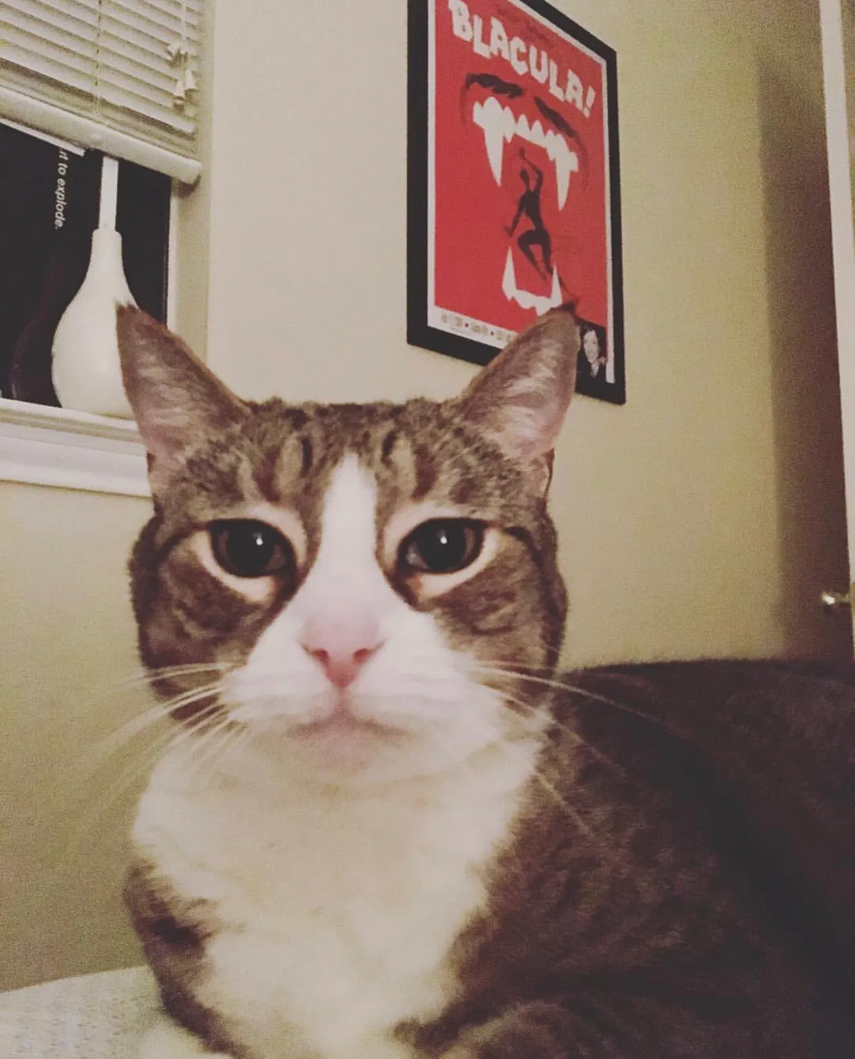 Lost cat in Lake Forest, CA, 92630