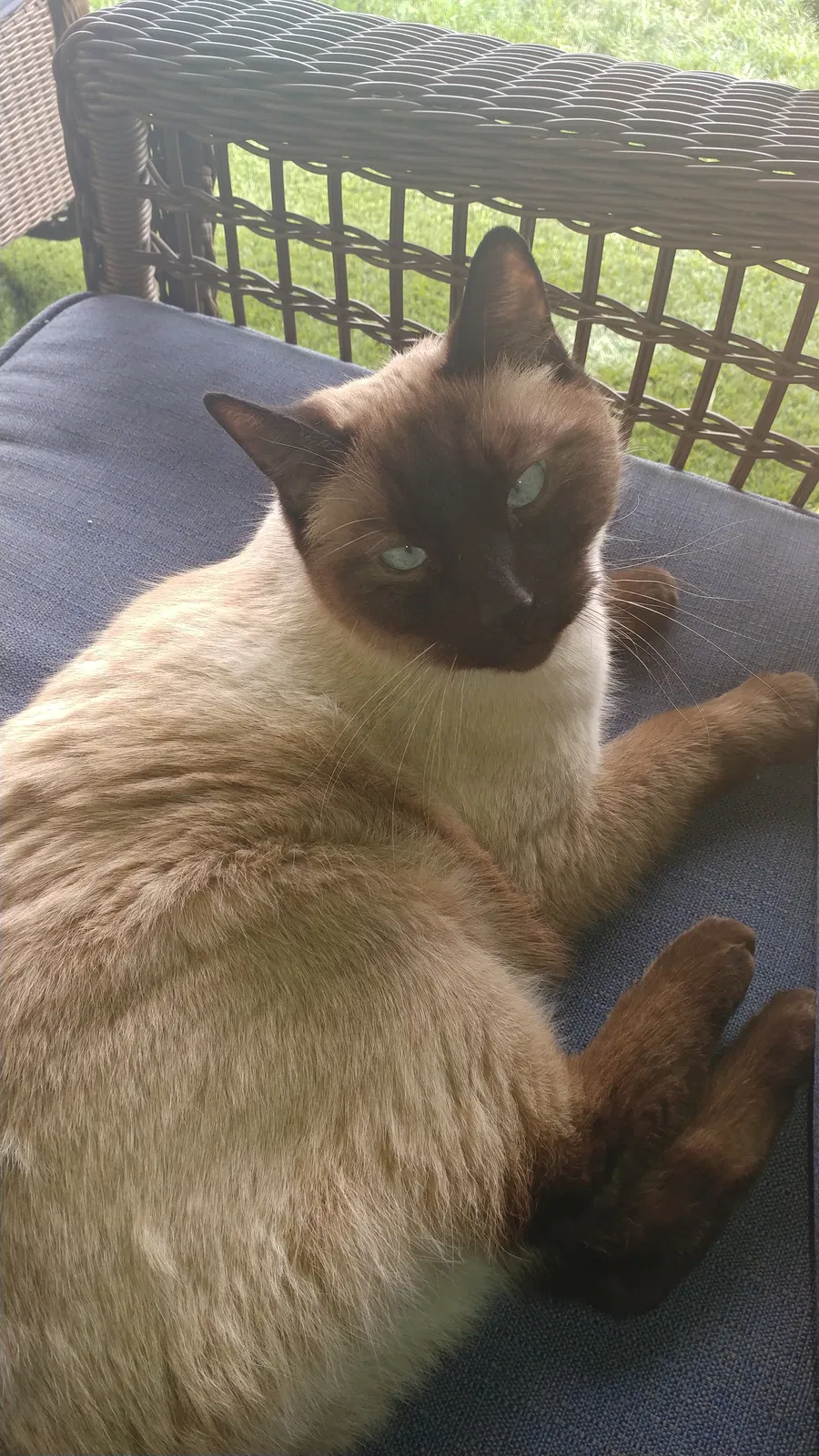 Lost cat in Tucson, AZ, 85730