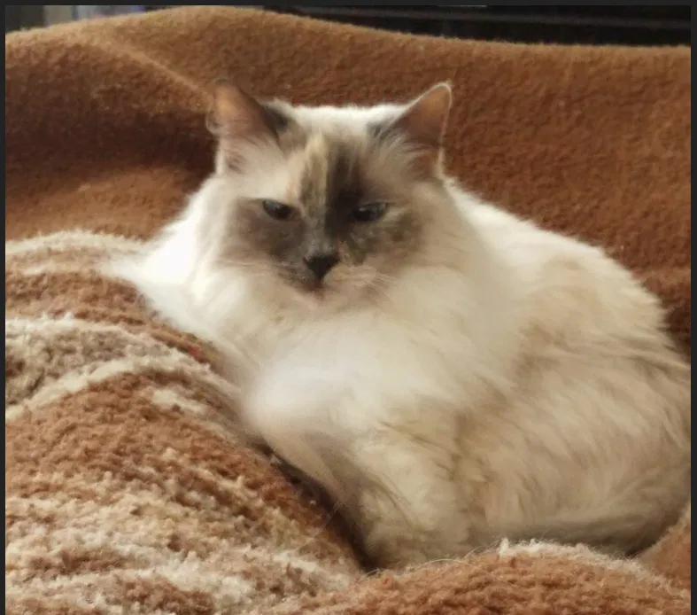 Lost cat in Salinas, CA, 93901