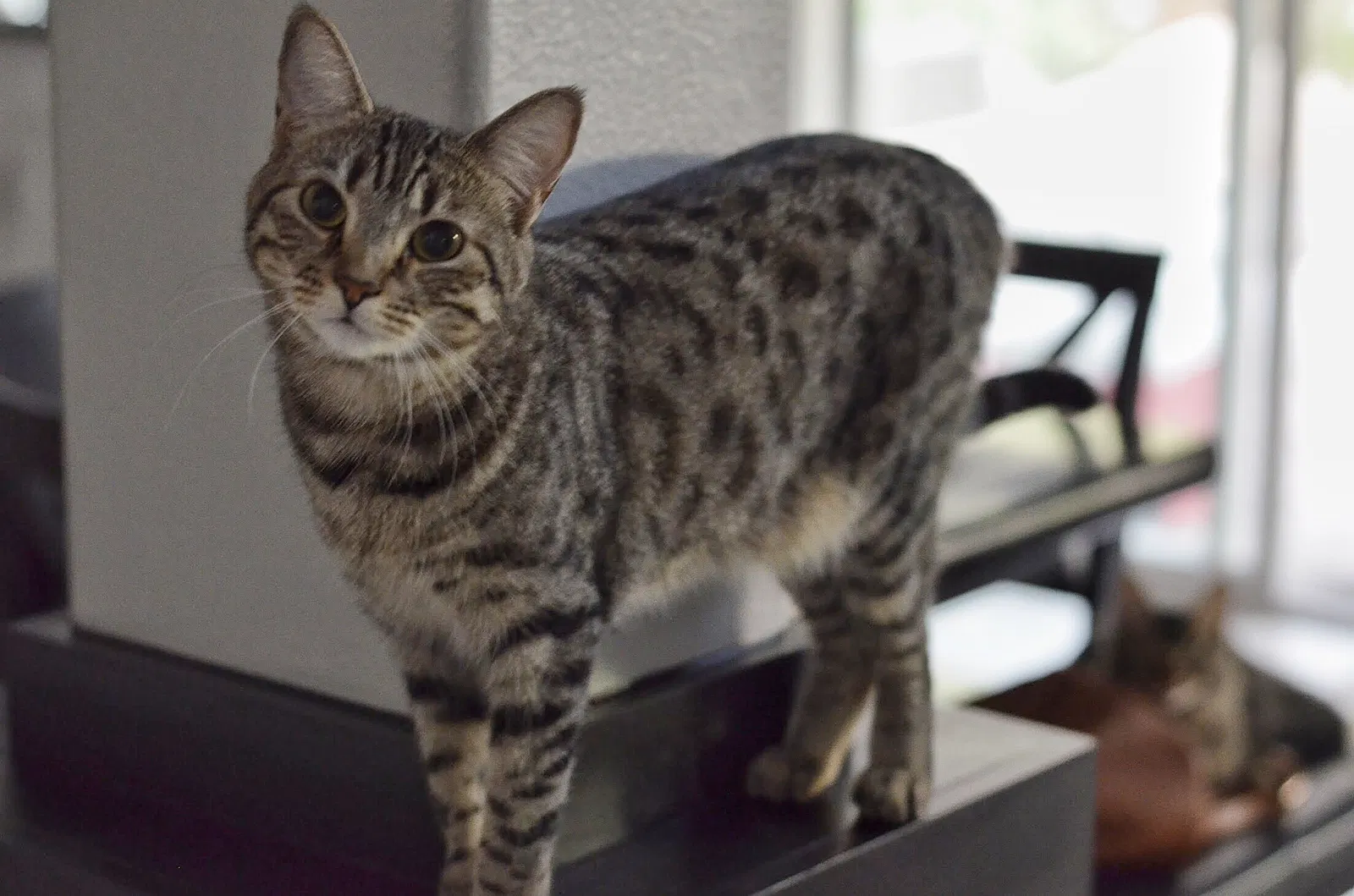 Lost cat in Norco, CA, 92860