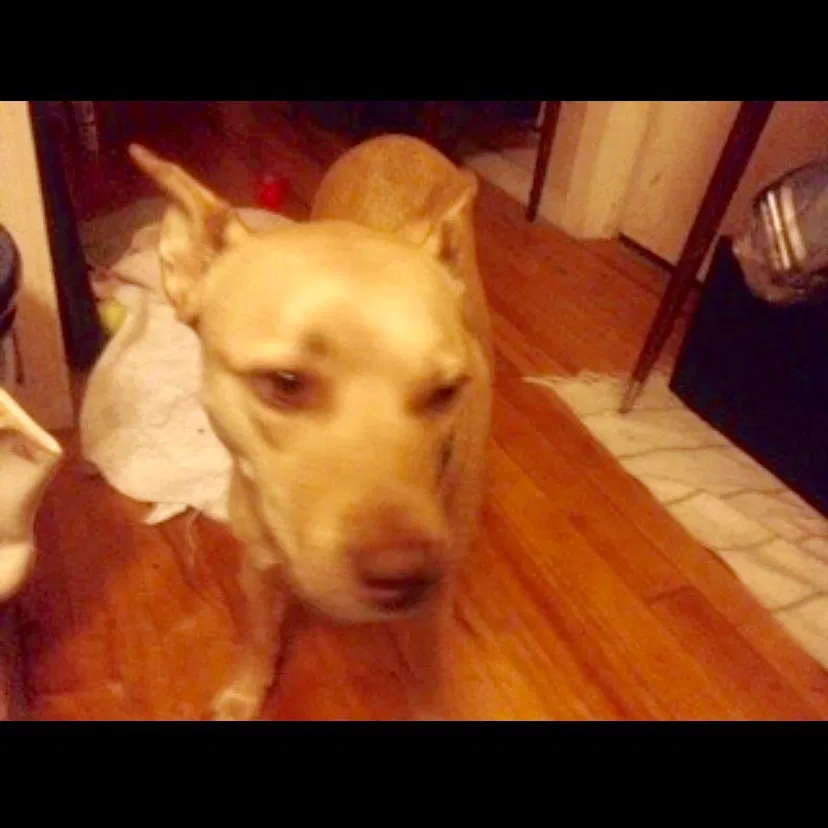 Lost dog in Medford, OR, 97501