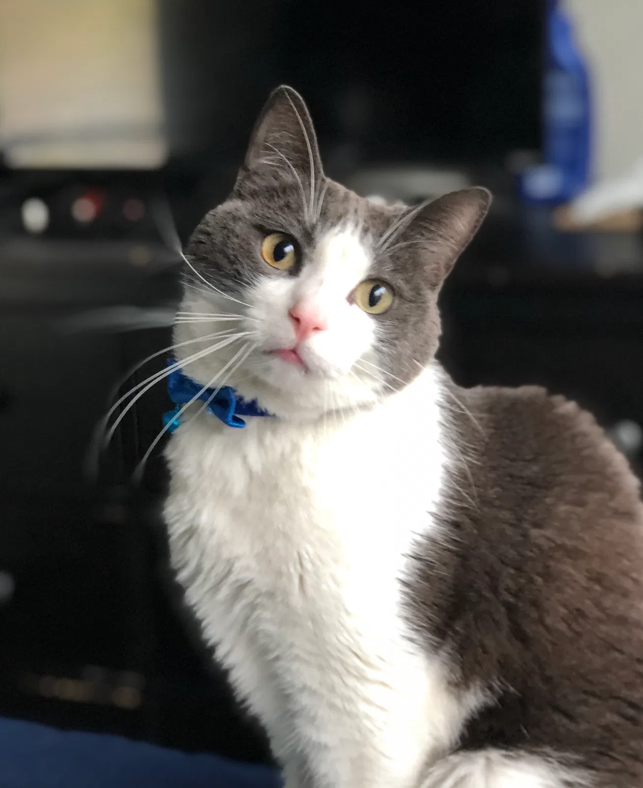 Lost cat in Hillsboro, OR, 97124