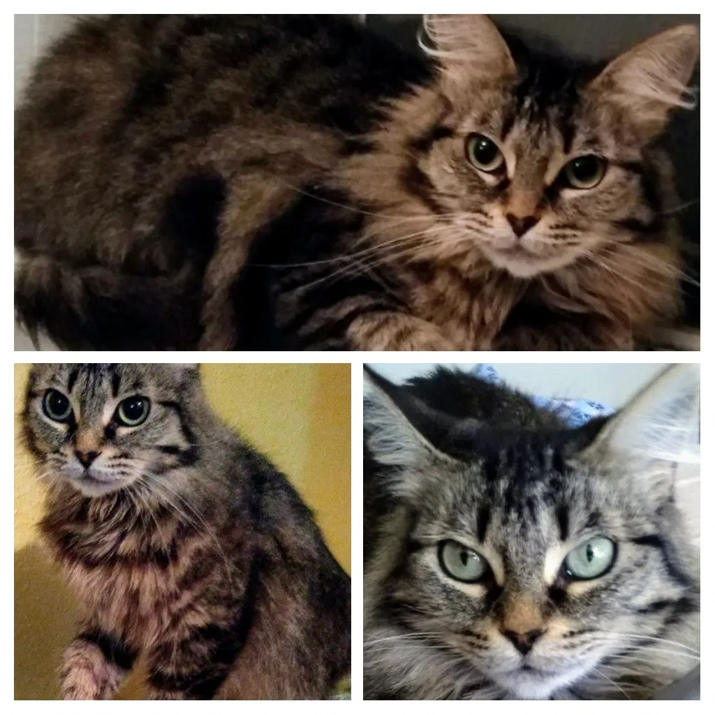 Lost cat in Seabrook, TX, 77586