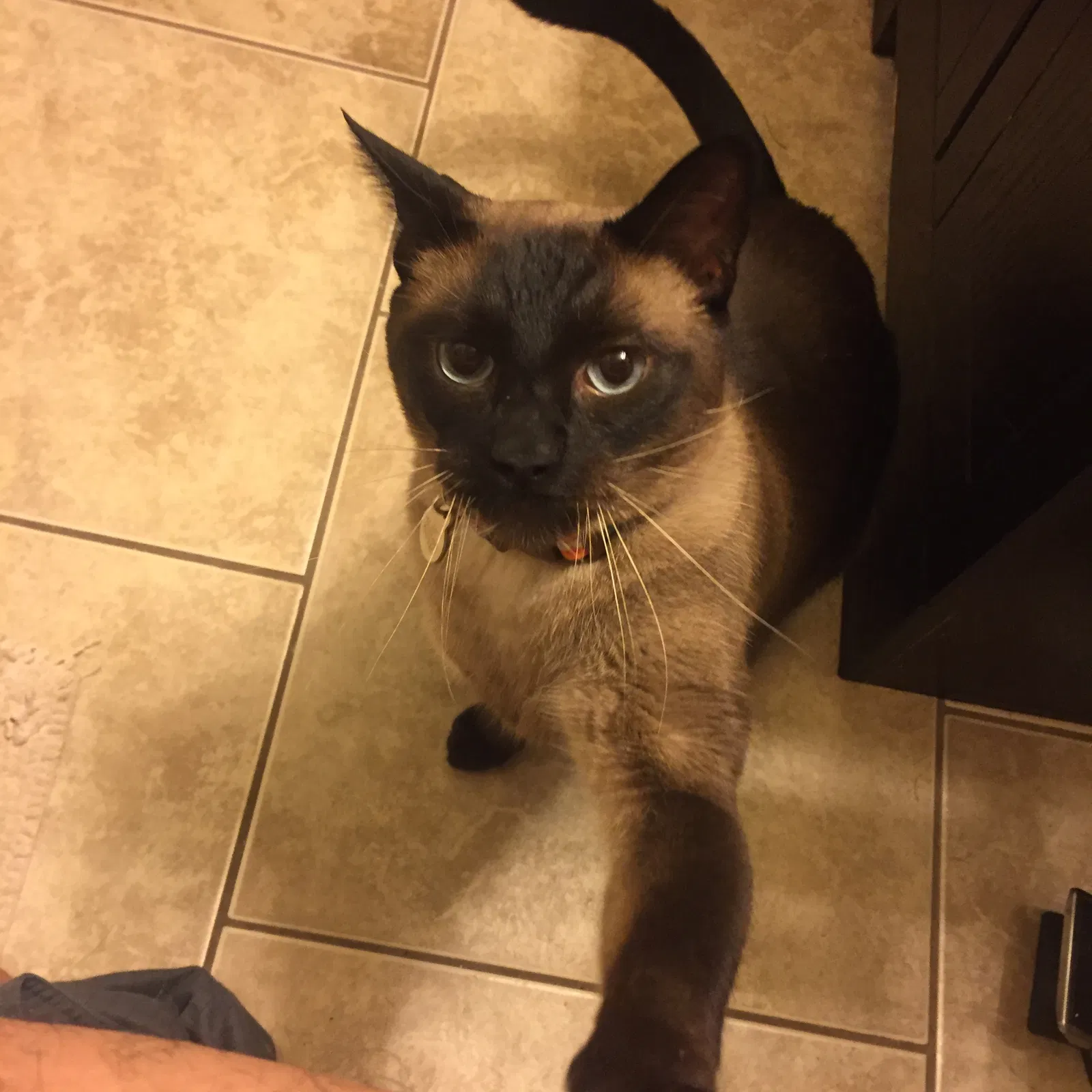 Lost cat in Poway, CA, 92064