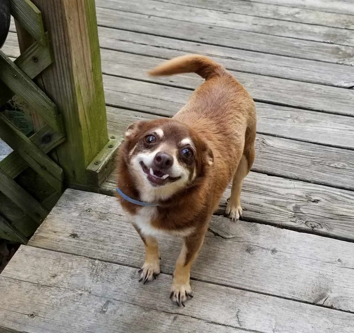 Lost dog in Calera, OK, 74730