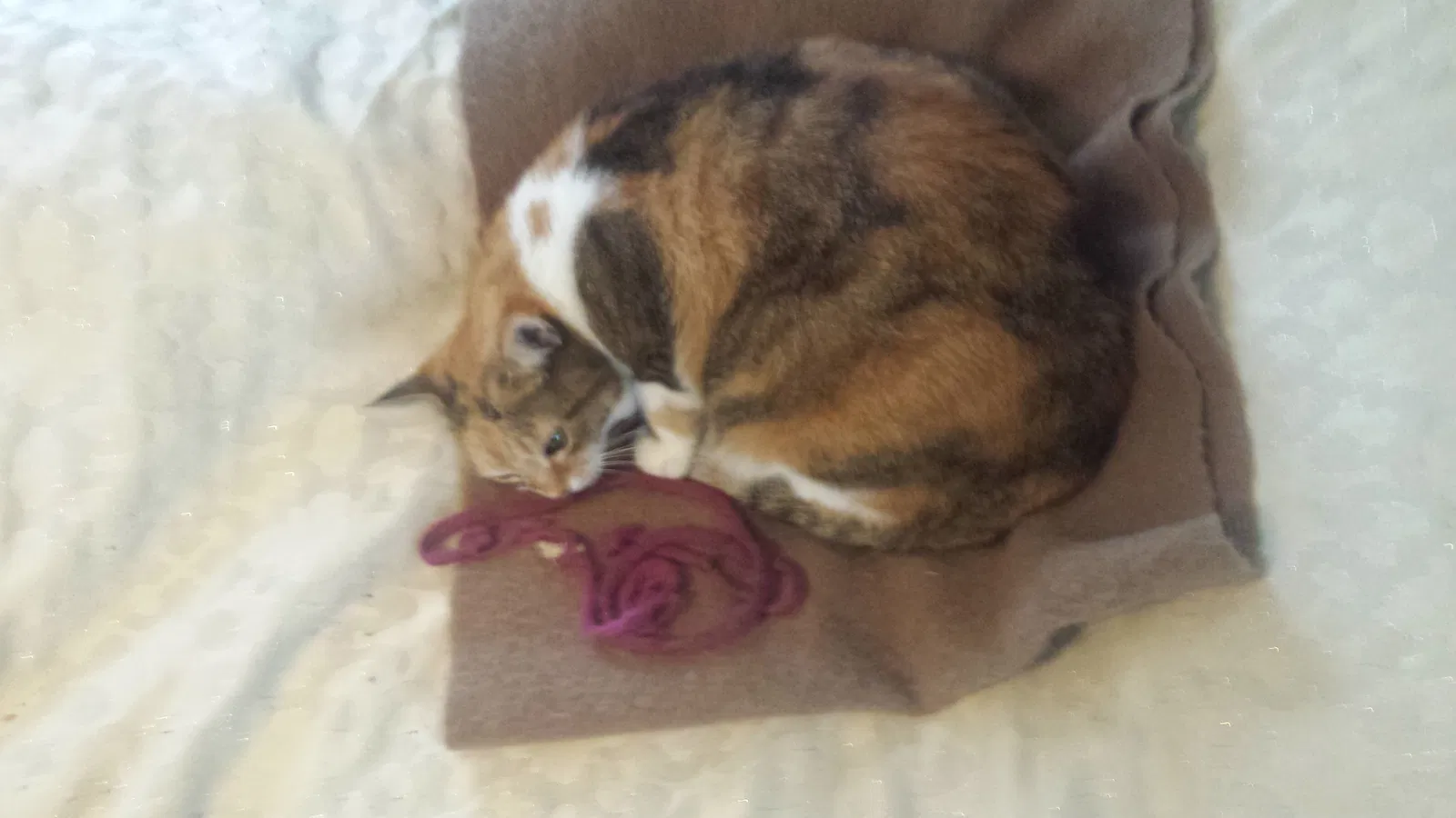 Lost cat in Unknown, CA, 0
