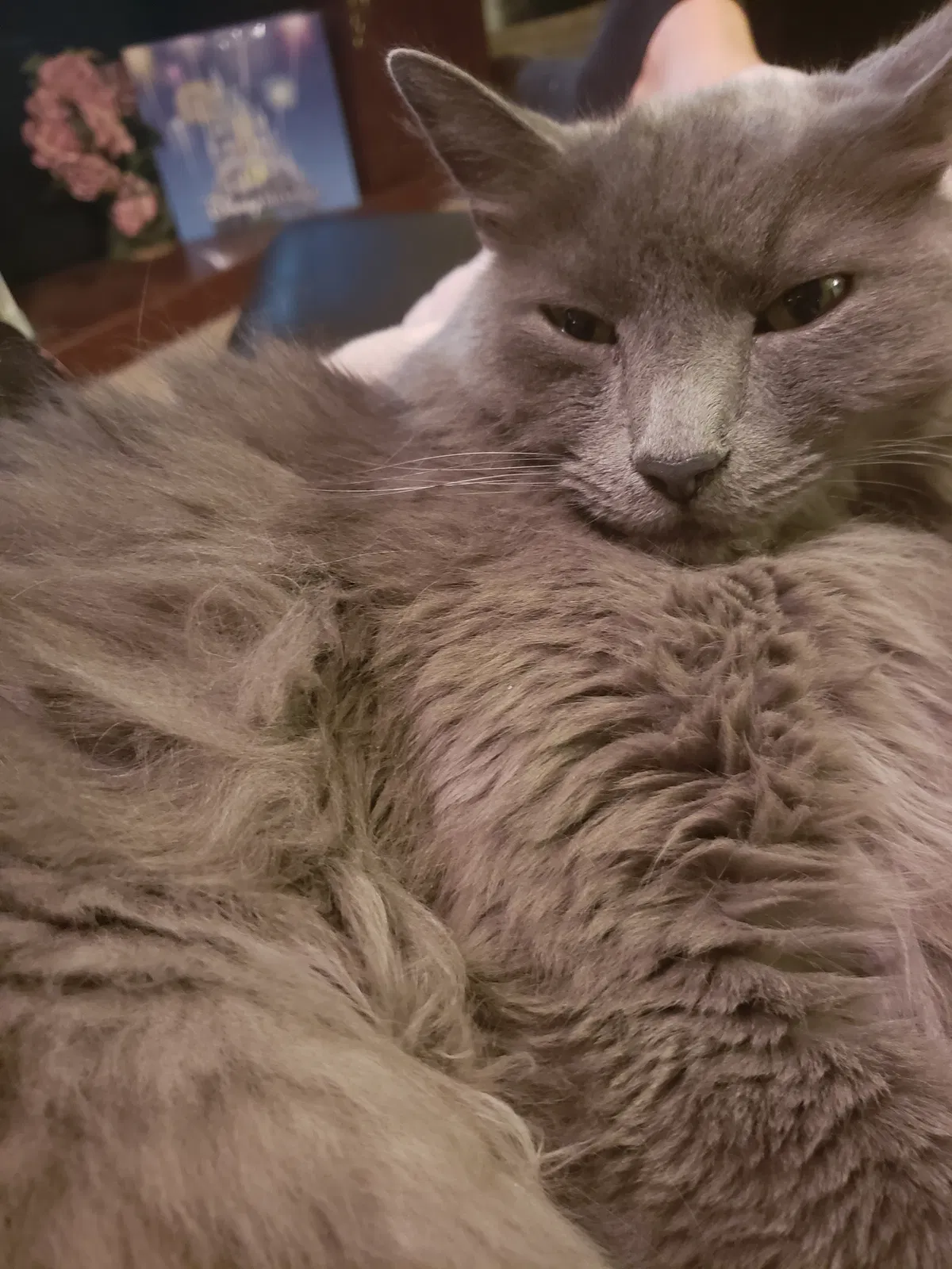 Lost cat in Puyallup, WA, 98374