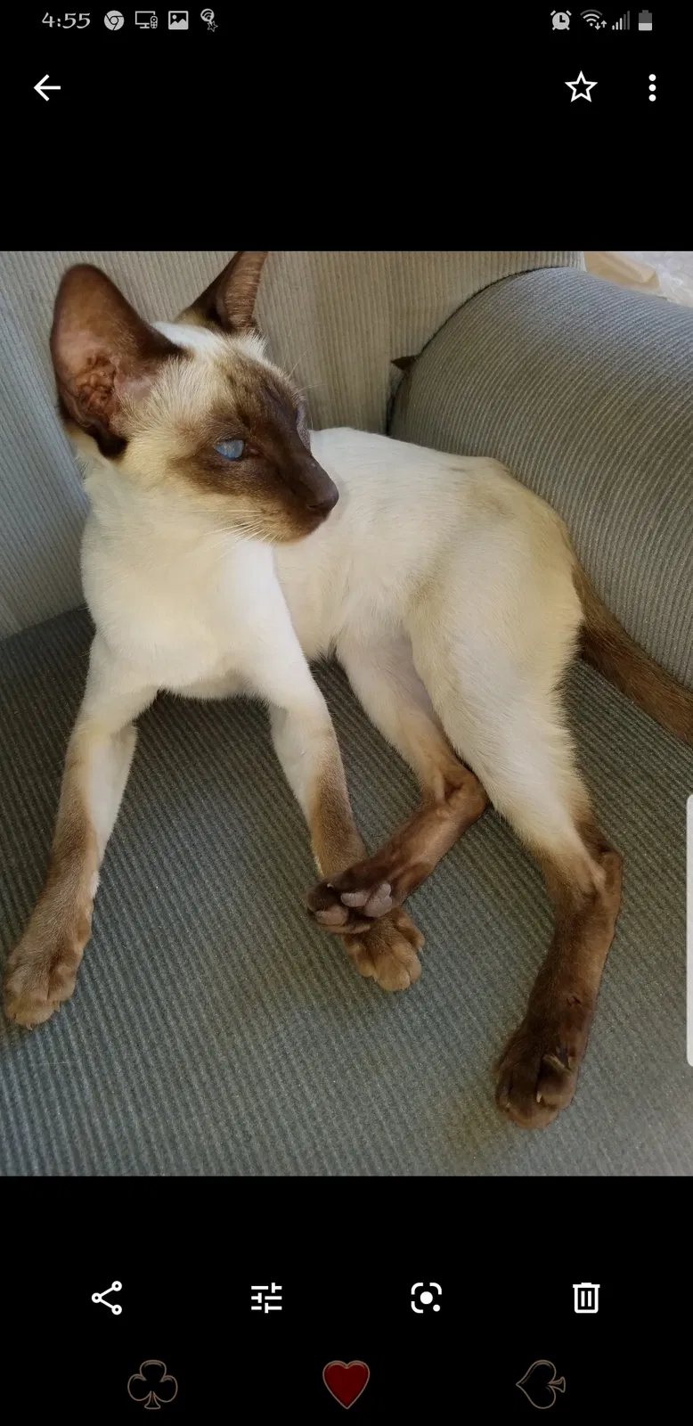 Lost cat in Valley Center, CA, 92082