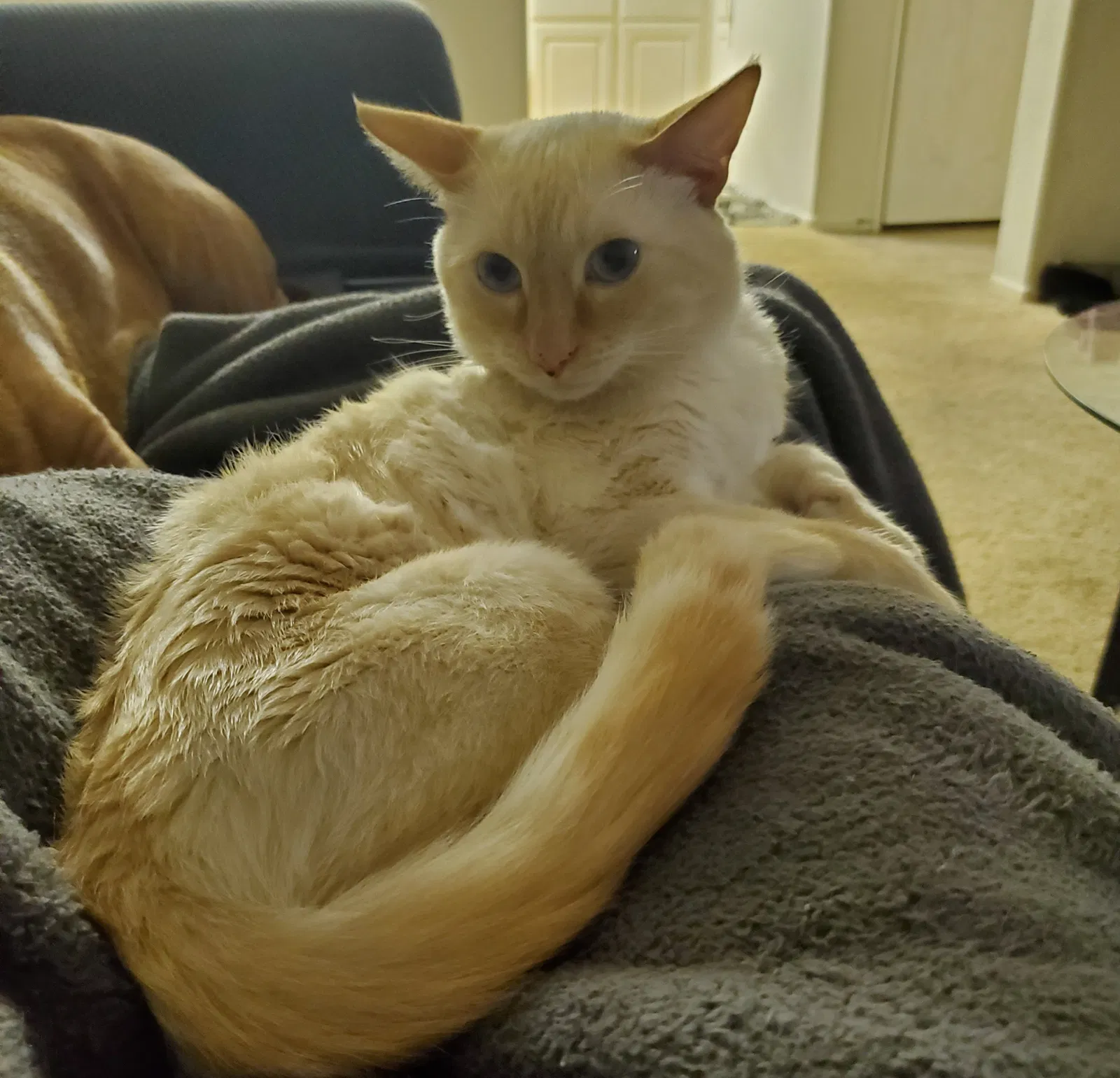 Lost cat in San Diego, CA, 92131