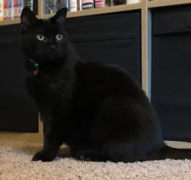 Lost cat in Tustin, CA, 92780