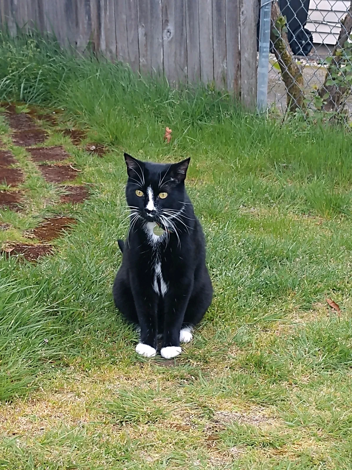 Lost cat in Seattle, WA, 98155