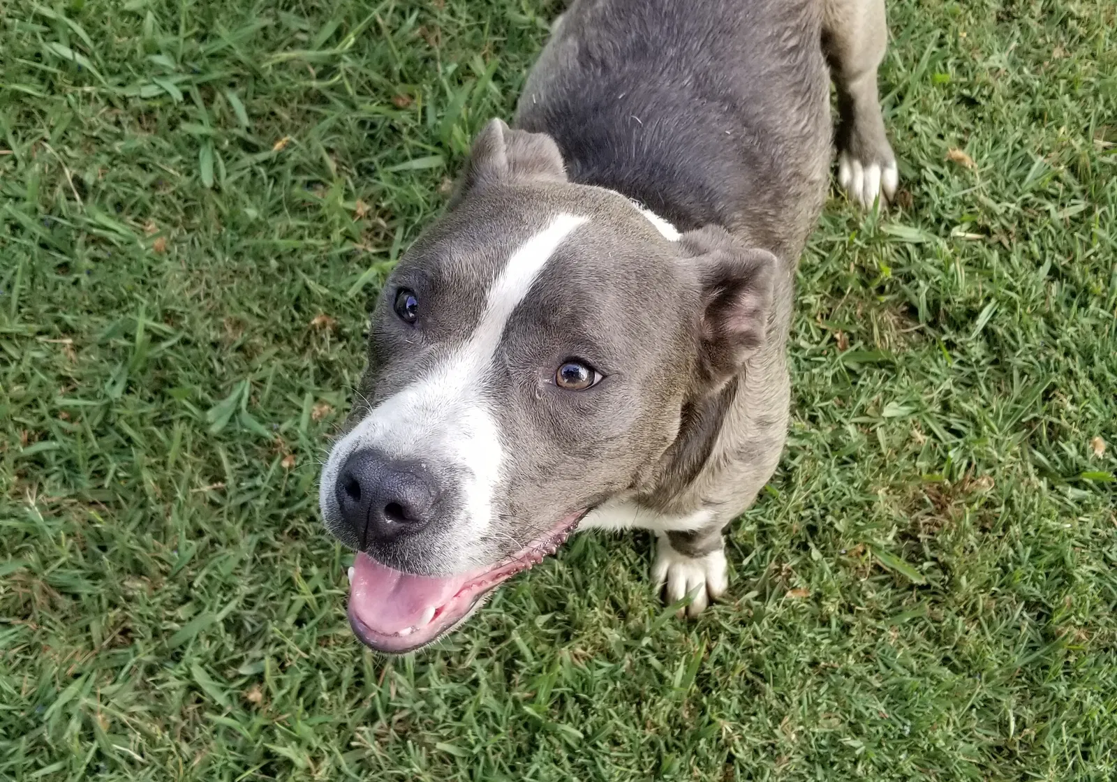 Found dog in Hanford, CA, 93230