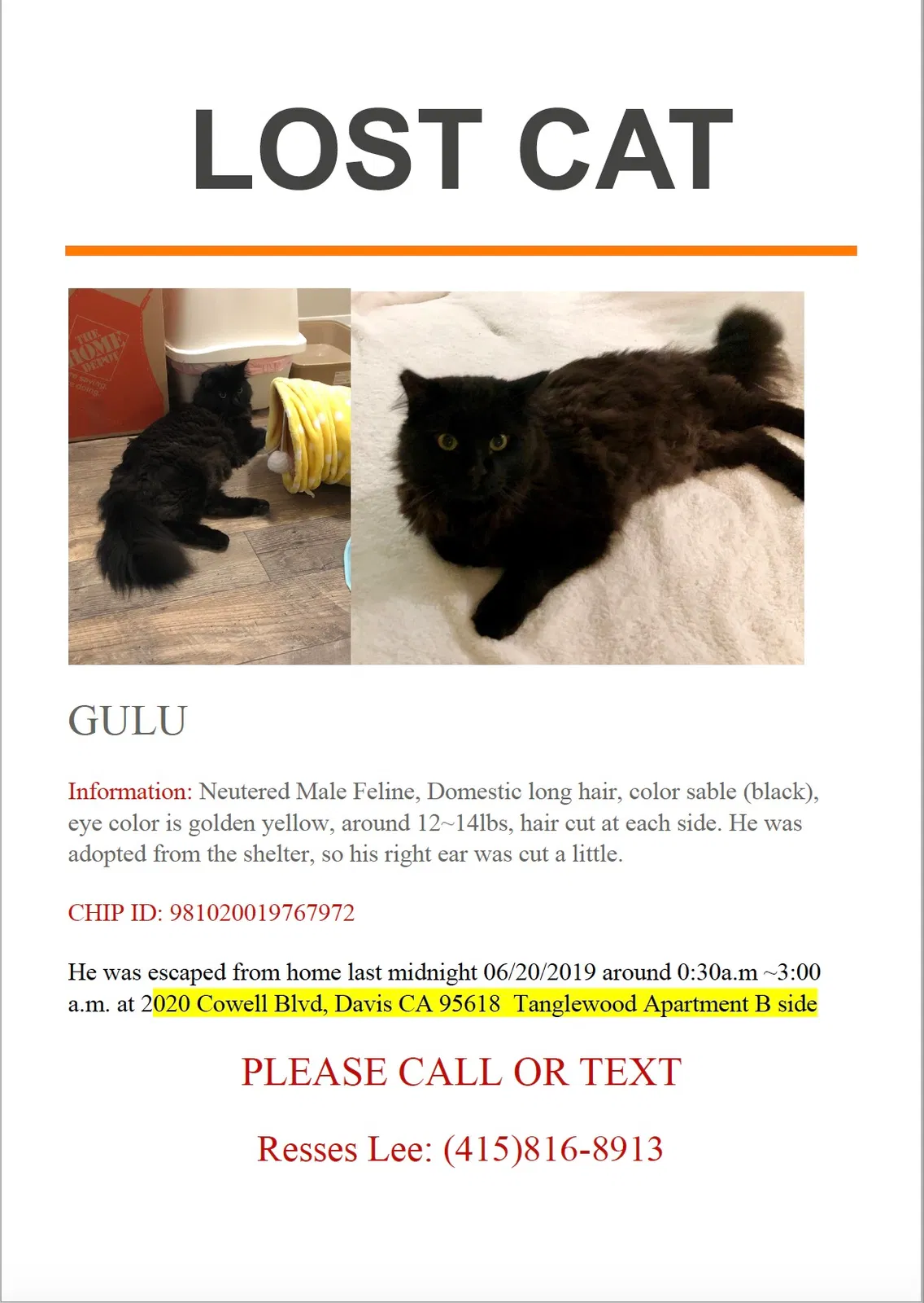 Lost cat in Davis, CA, 95618