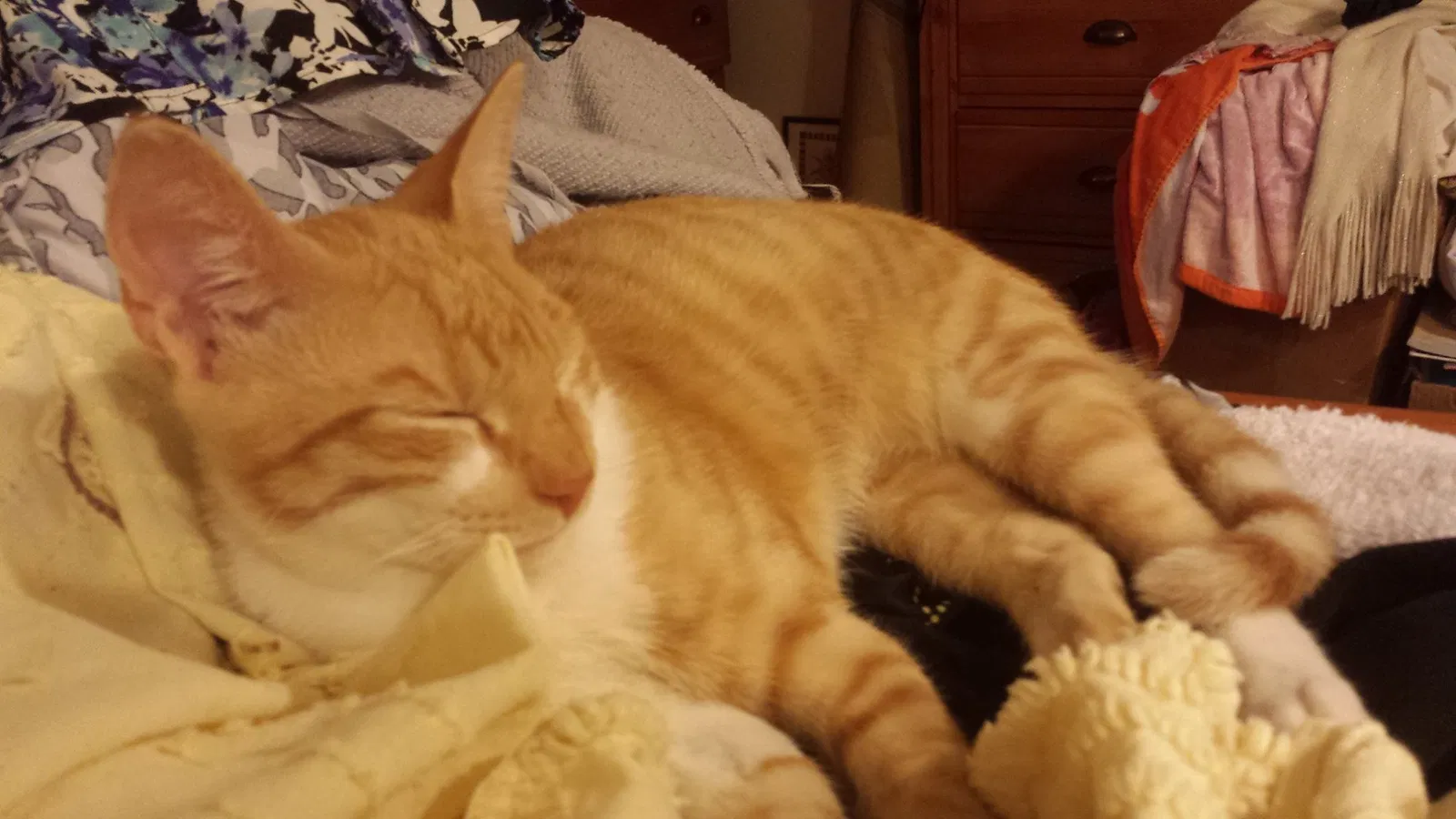 Lost cat in Fort Walton Beach, FL, 32548