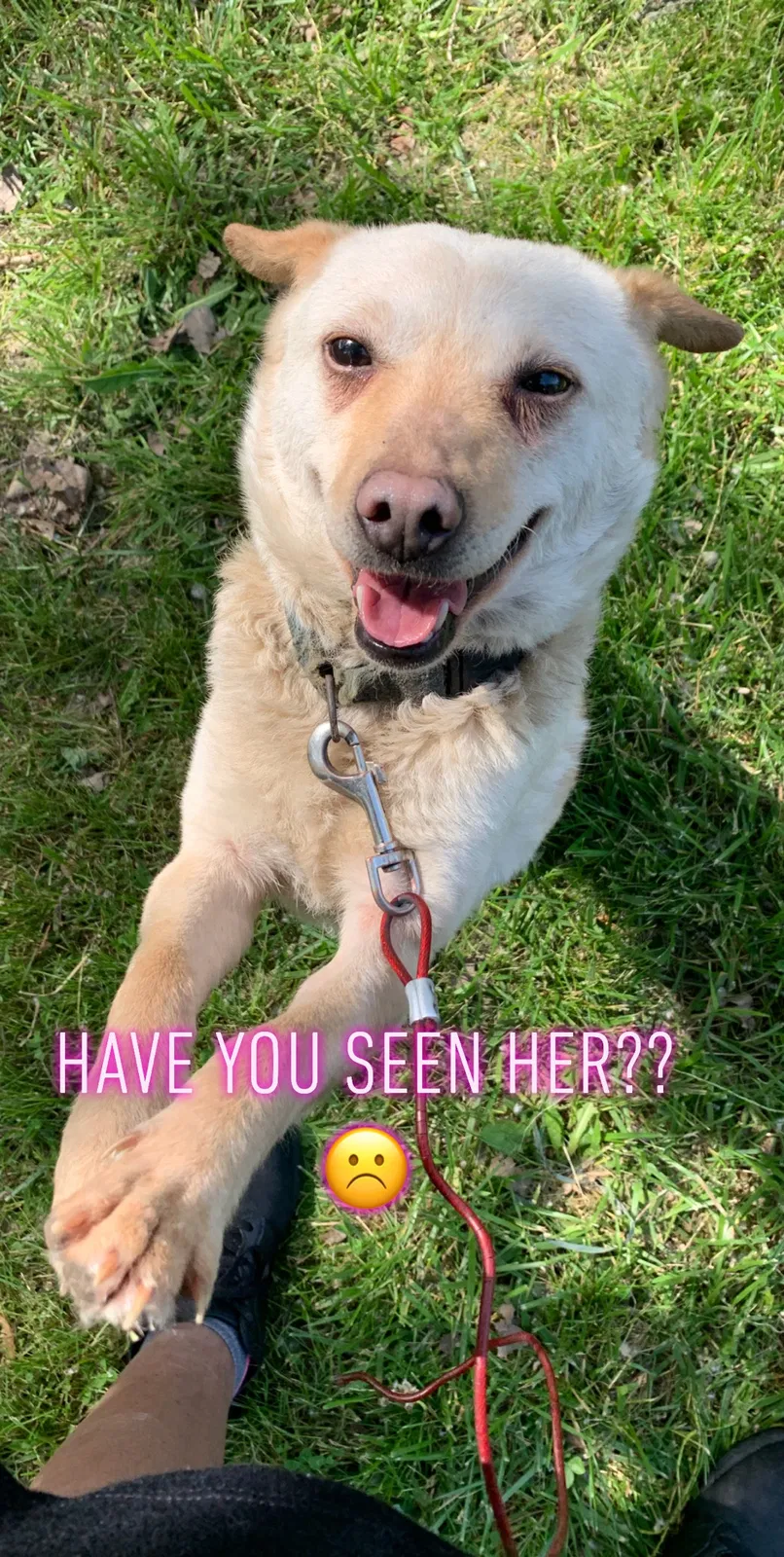 Lost dog in Detroit, MI, 48217