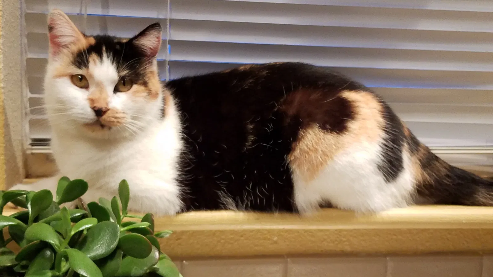 Lost cat in Lubbock, TX, 79411