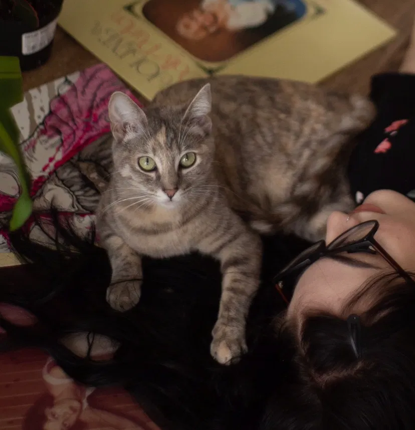 Lost cat in Portland, OR, 97206