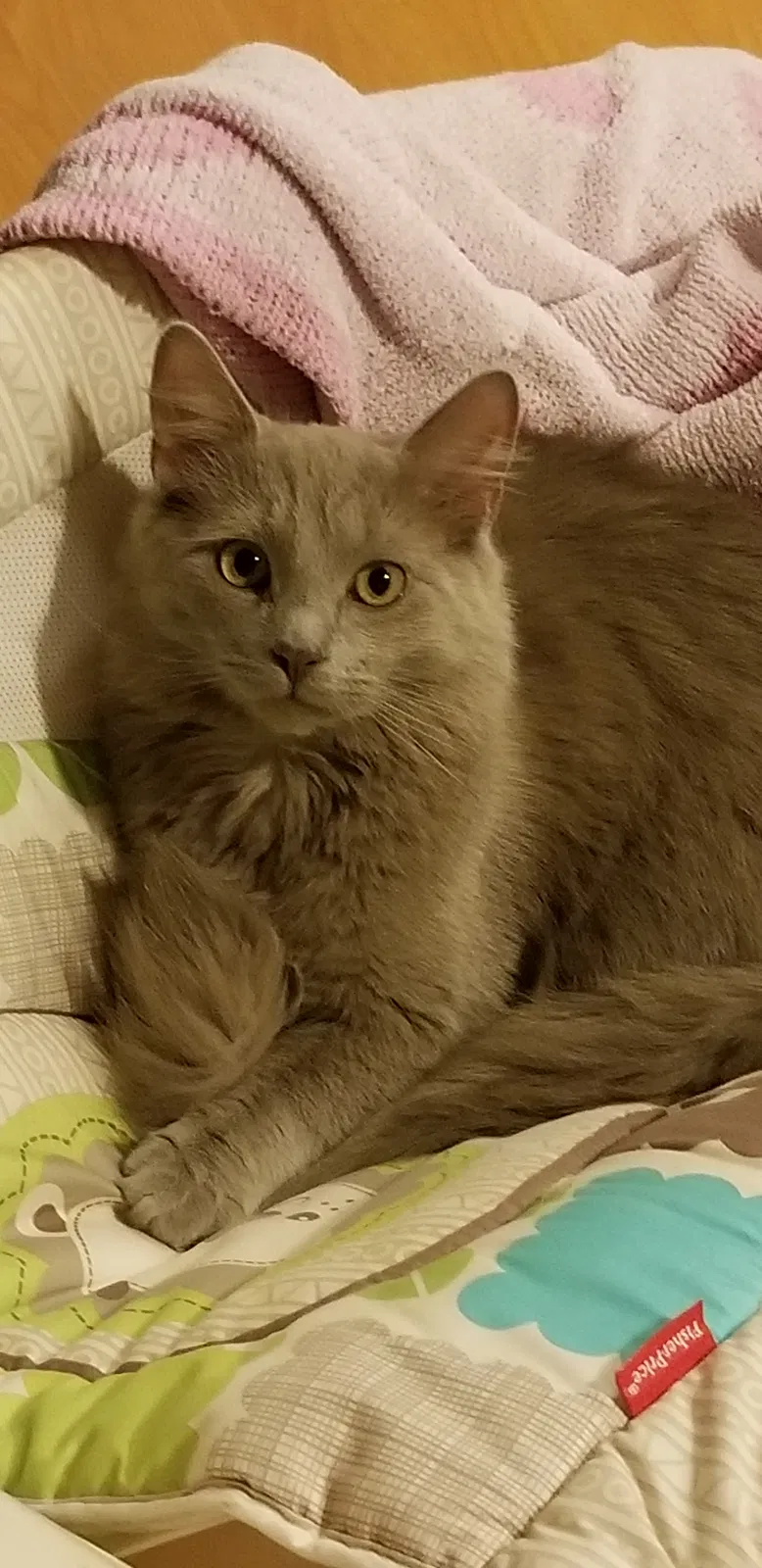 Lost cat in Limington, ME, 4049