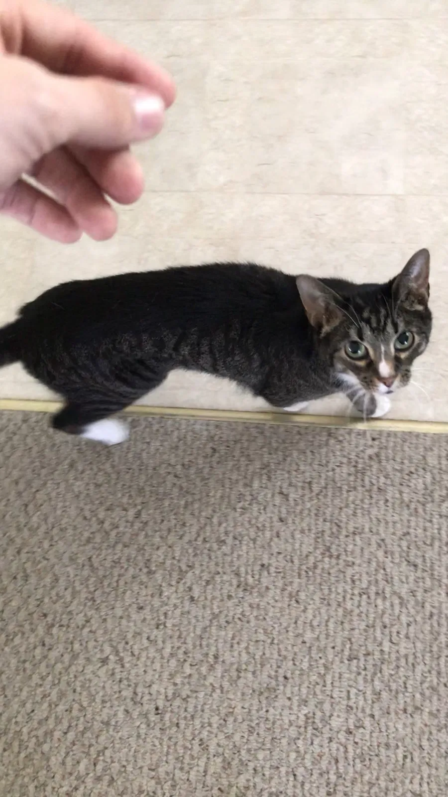 Lost cat in Suffolk, VA, 23437