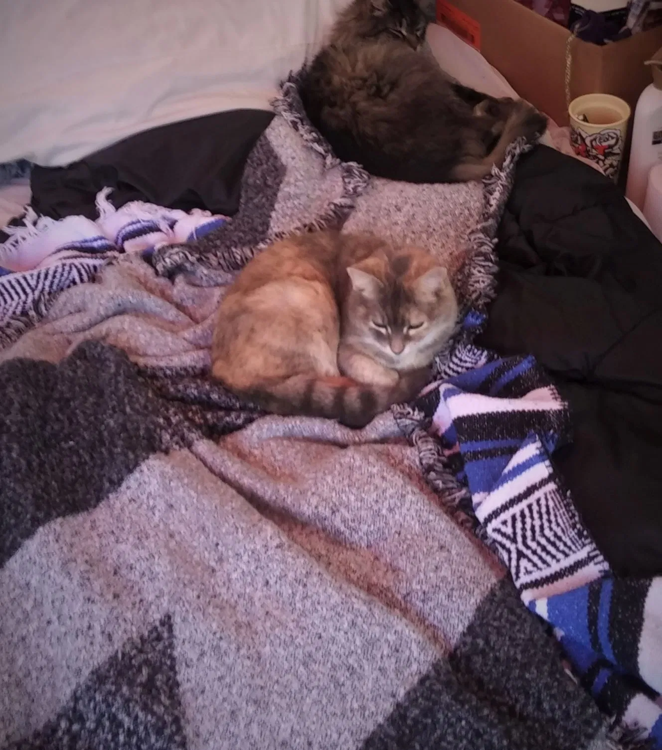 Lost cat in Portland, OR, 97236