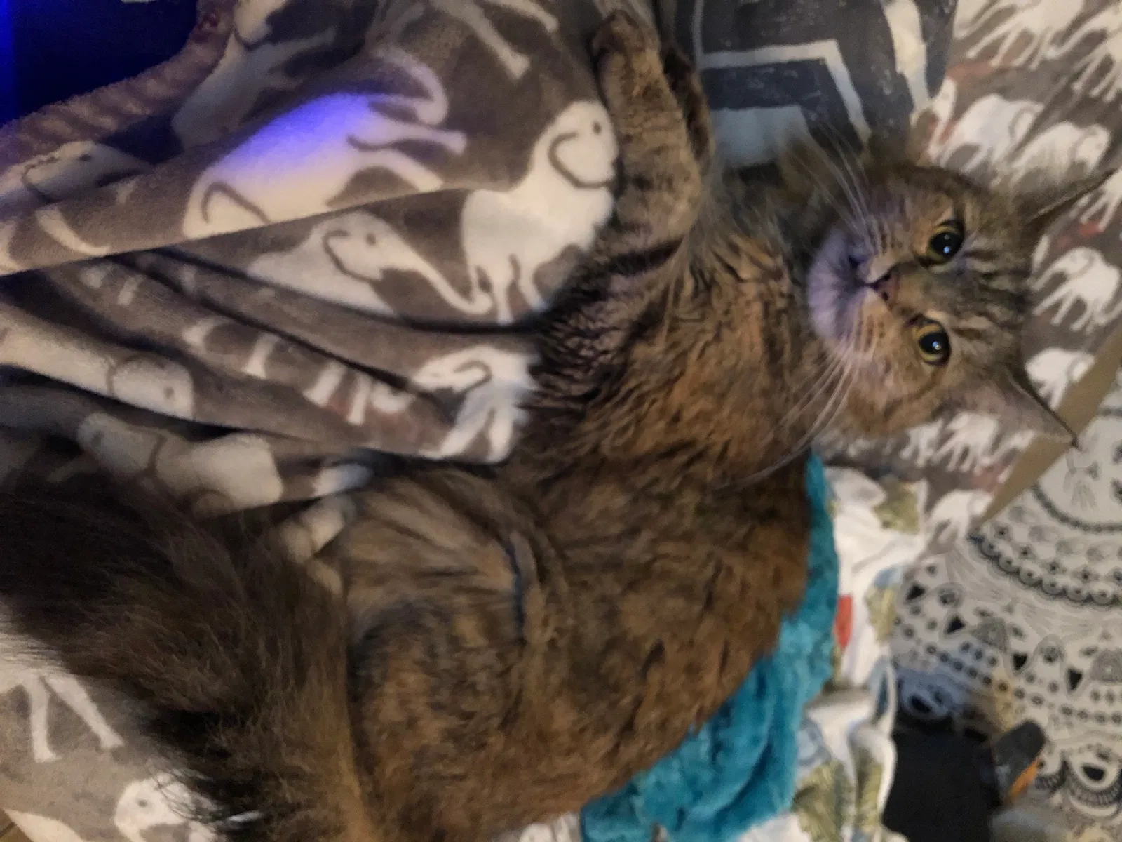 Lost cat in Brunswick, ME, 4011