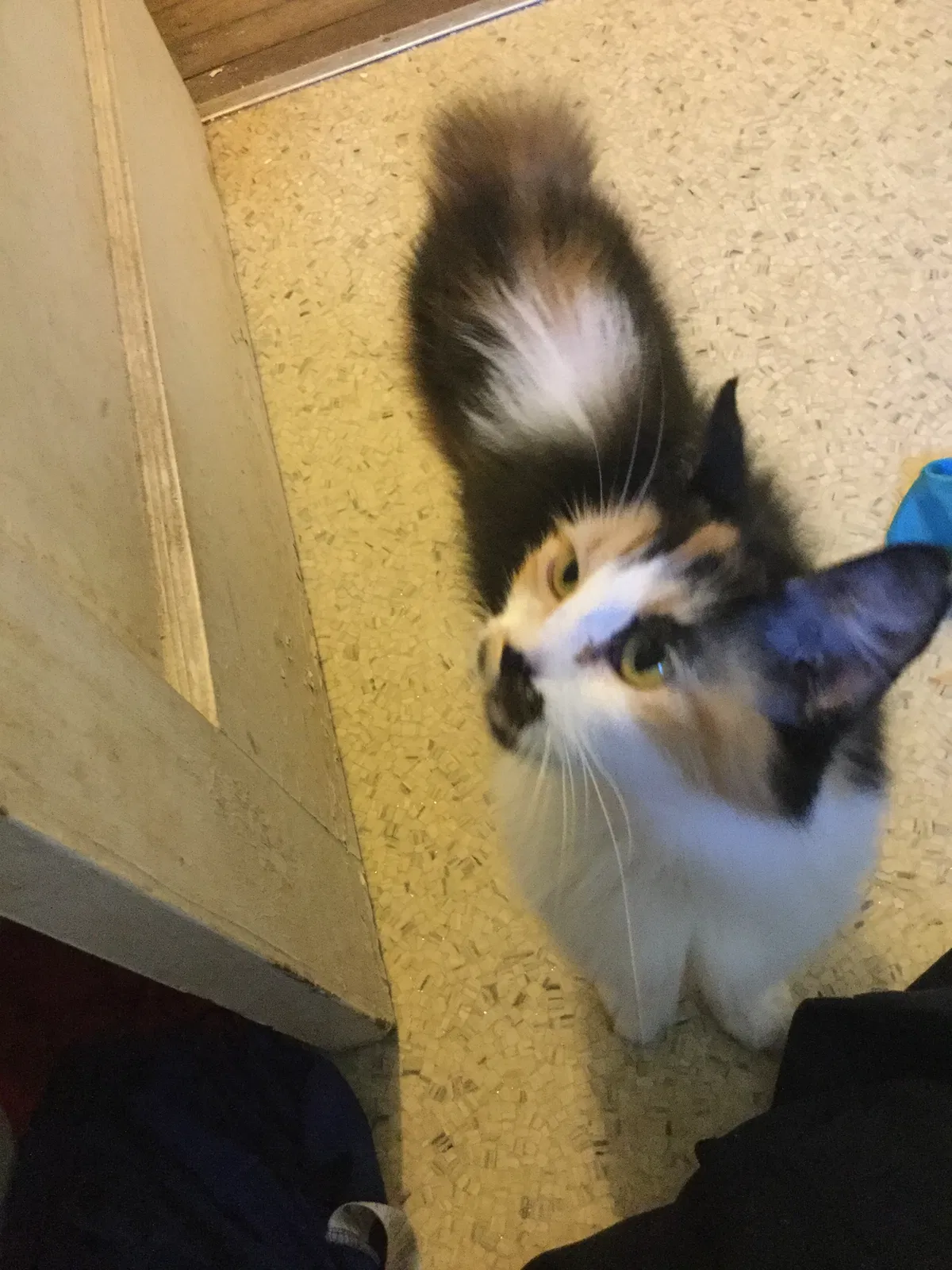 Lost cat in Winston Salem, NC, 27103