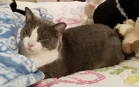 Lost cat in Atlanta, GA, 30328