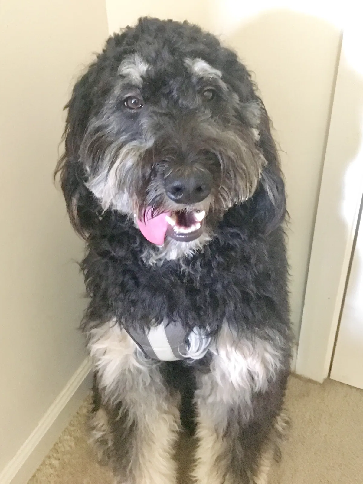 Lost dog in Silver Spring, MD, 20901